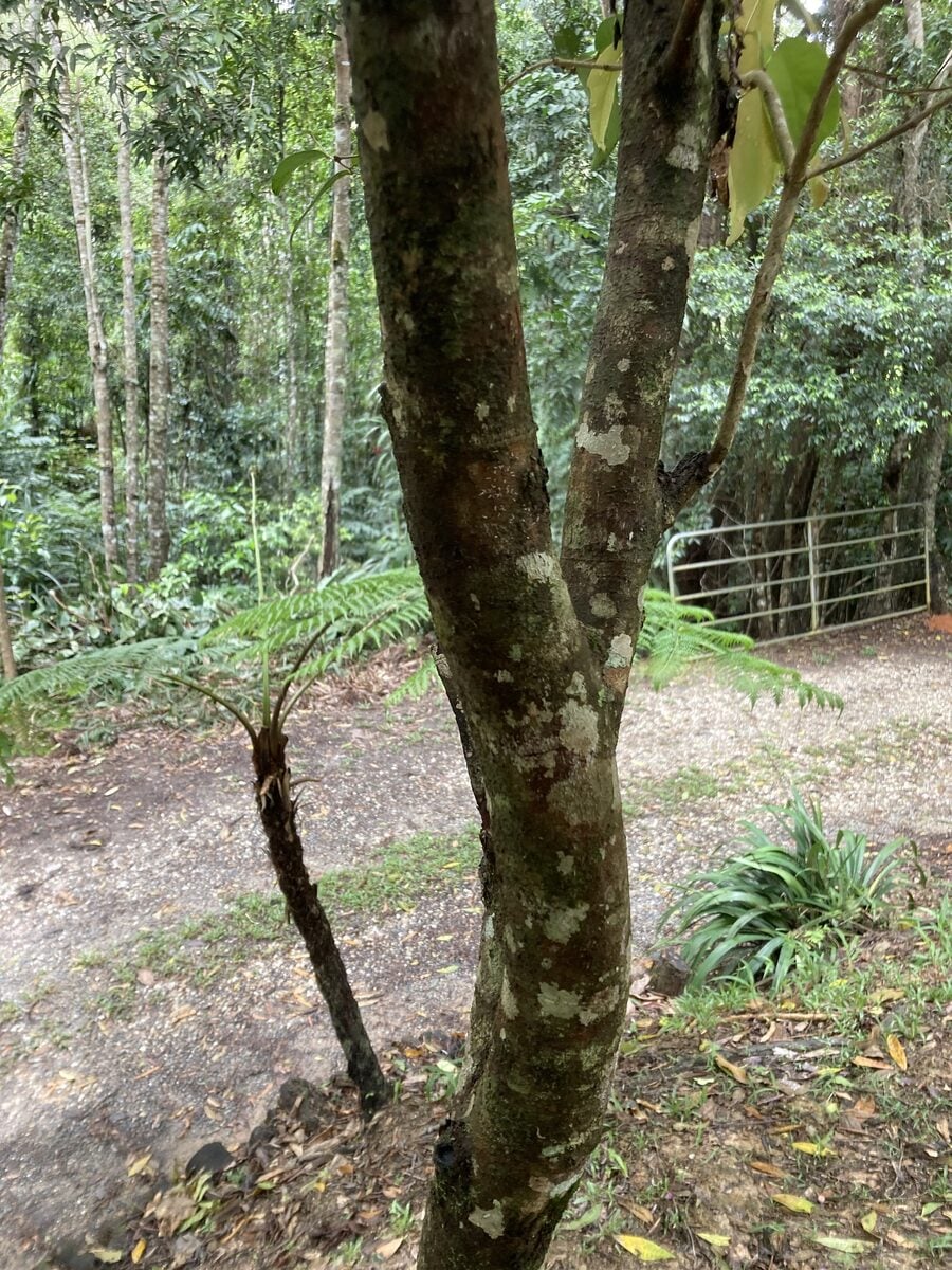 Syzygium wilsonii subsp. cryptophlebium