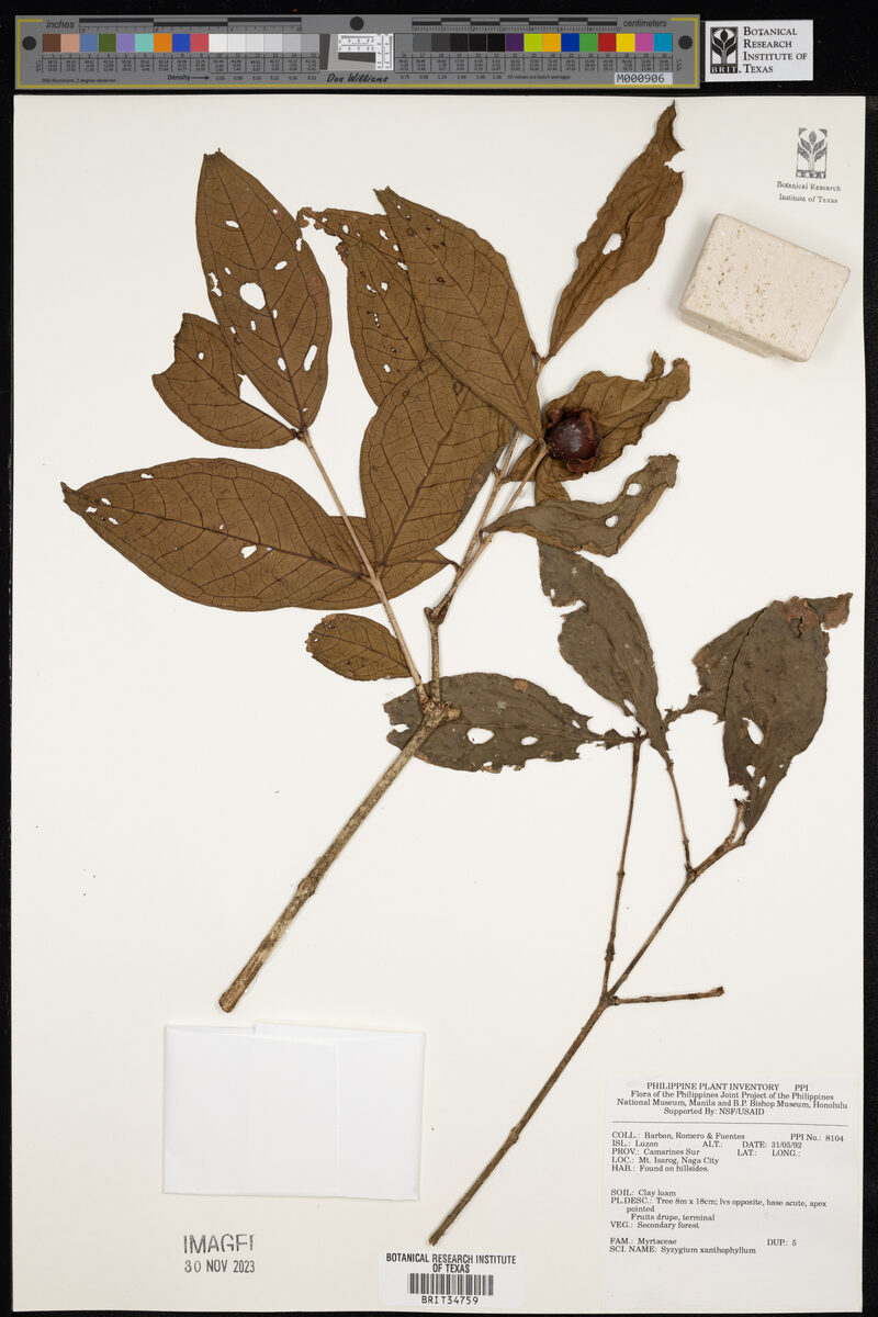 Syzygium xanthophyllum (Malatampui) — photo