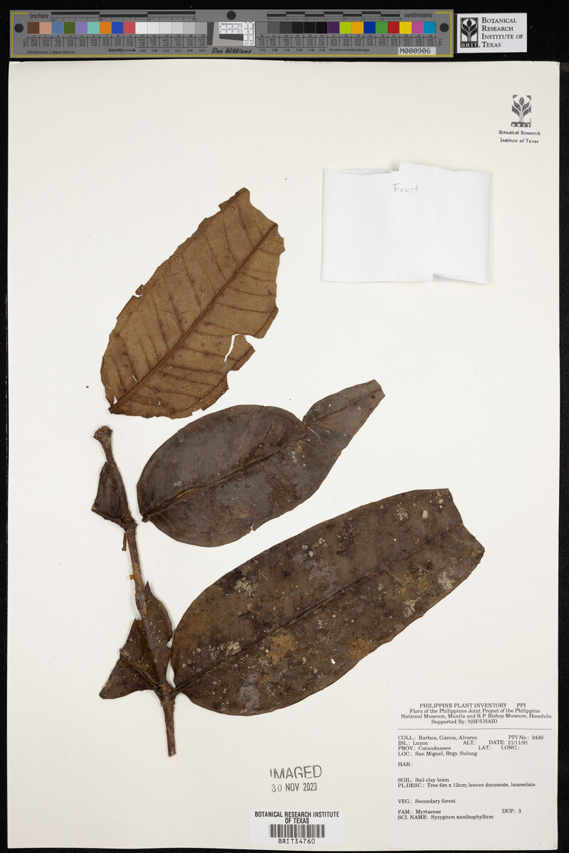 Syzygium xanthophyllum (Malatampui) — photo