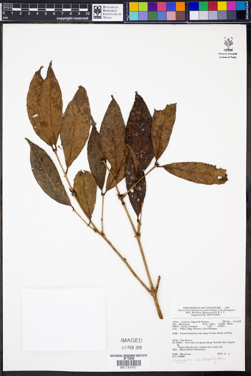 Syzygium xanthophyllum