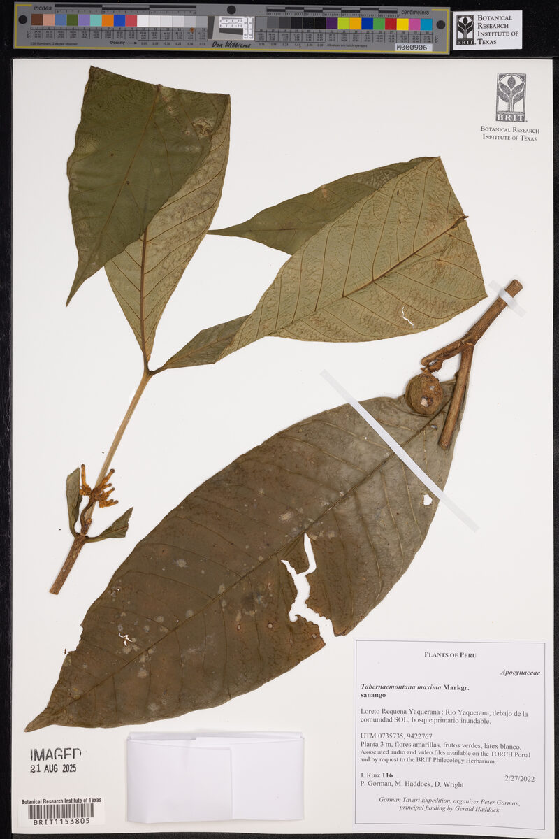 Tabernaemontana maxima (Ucho tabernaemontana) — photo