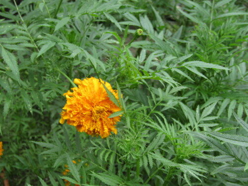 Tagetes erecta (African Marigold) — photo