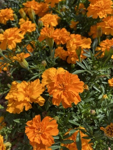 Tagetes erecta (African Marigold) — photo