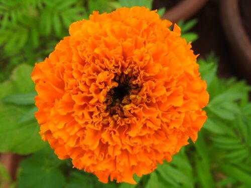 Tagetes erecta
