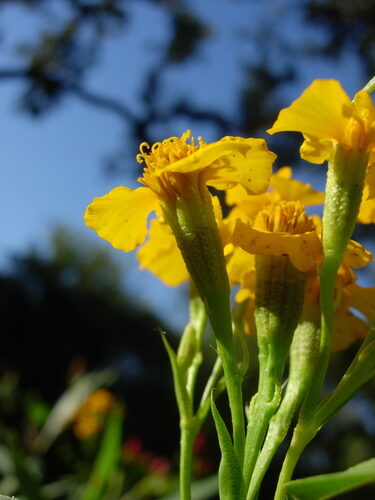 Tagetes lucida (Mexican Tarragon) — photo