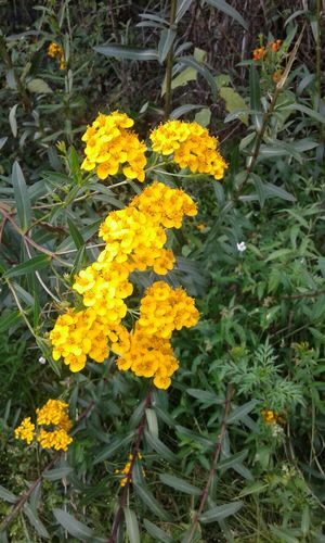 Tagetes lucida (Mexican Tarragon) — photo
