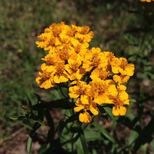 Tagetes lucida