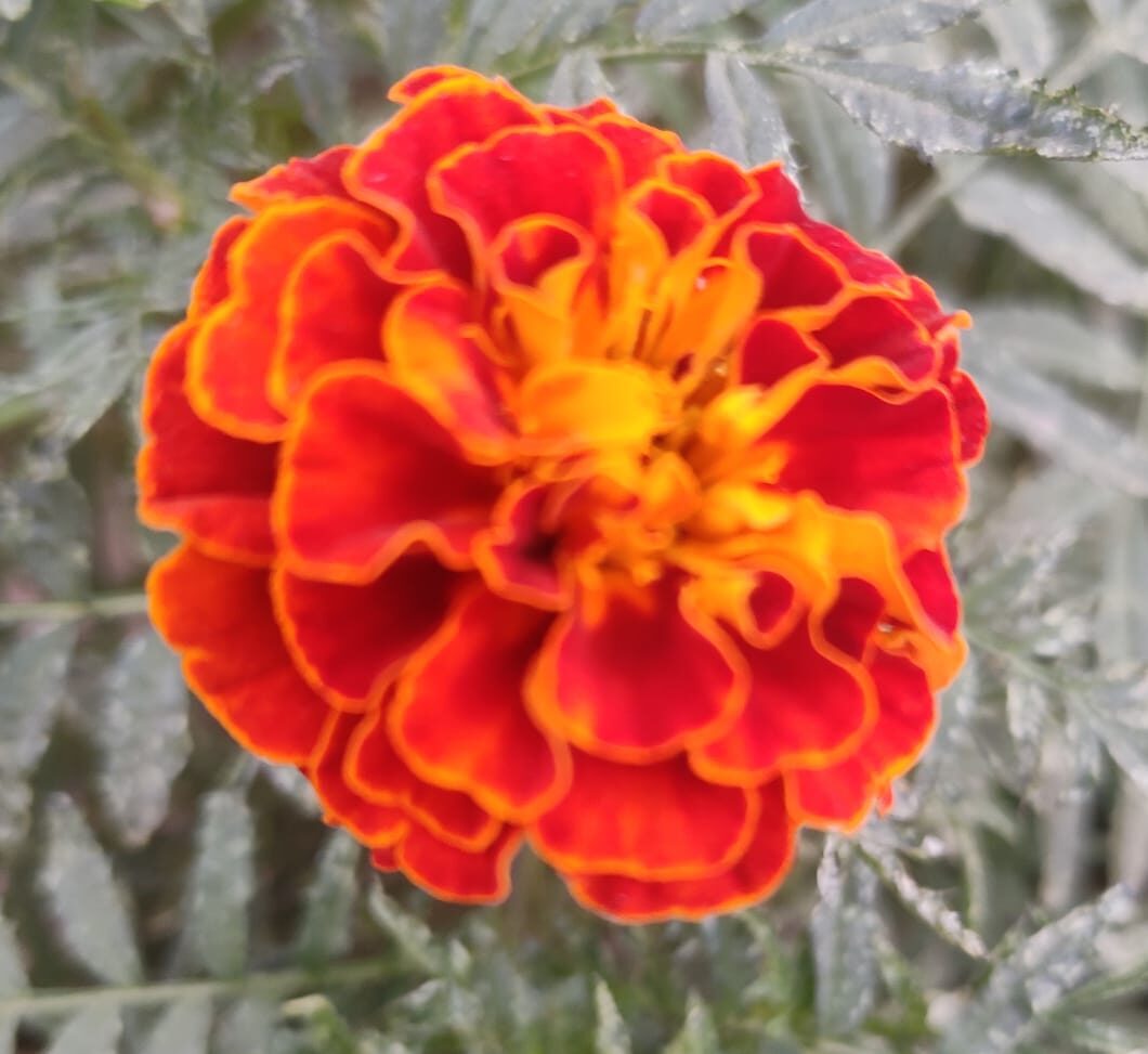 Tagetes mandonii