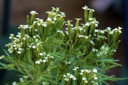 Tagetes minuta (Muster-John-Henry) — photo