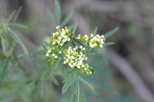 Tagetes minuta (Muster-John-Henry) — photo
