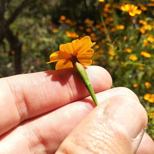 Tagetes tenuifolia (Lemon Marigold) — photo