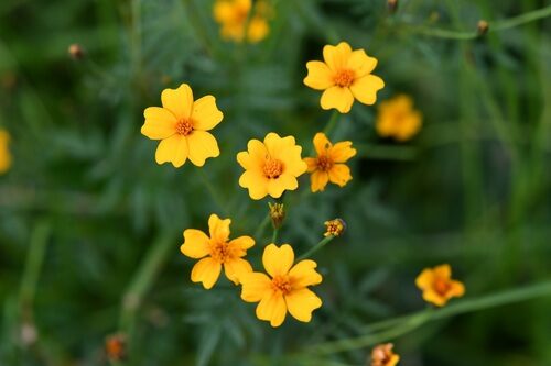 Tagetes tenuifolia (Lemon Marigold) — photo
