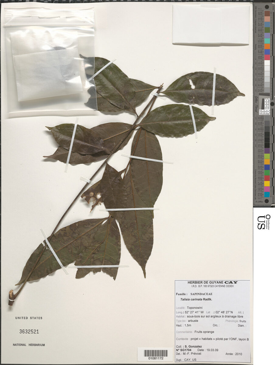 Talisia carinata (Carinate talisia) — photo