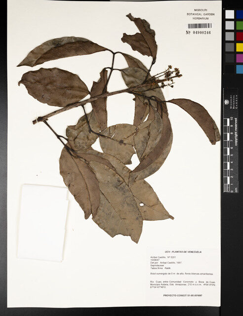 Talisia firma (Green pitomba) — photo