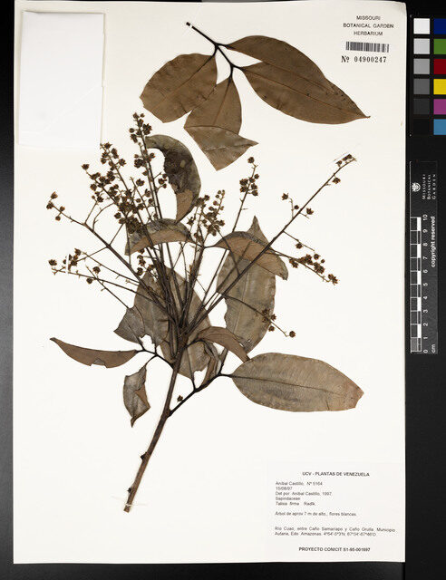 Talisia firma (Green pitomba) — photo