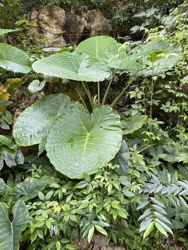 Talisia floresii (Coloc) — photo