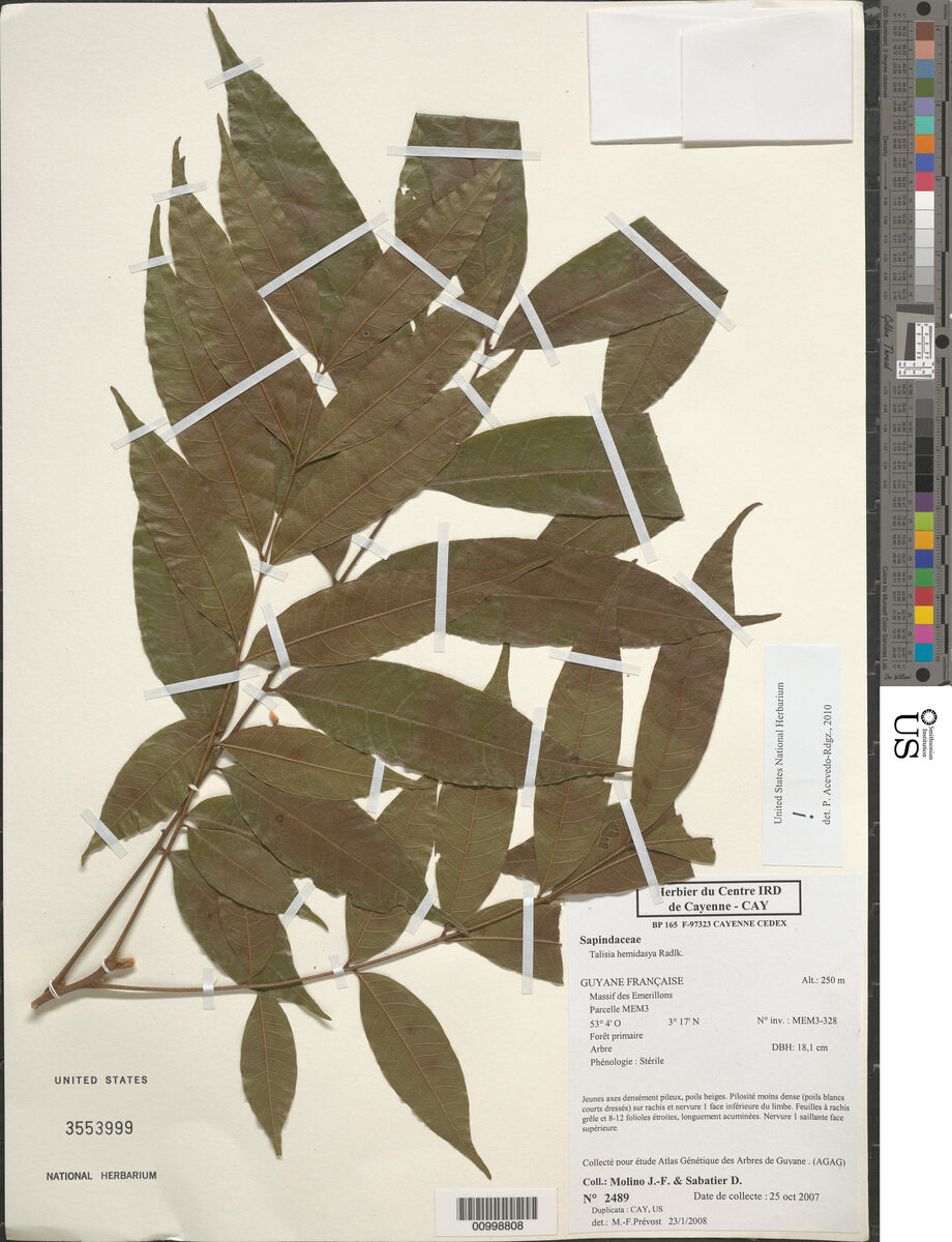 Talisia hemidasya (Subcoriaceous talisia) — photo