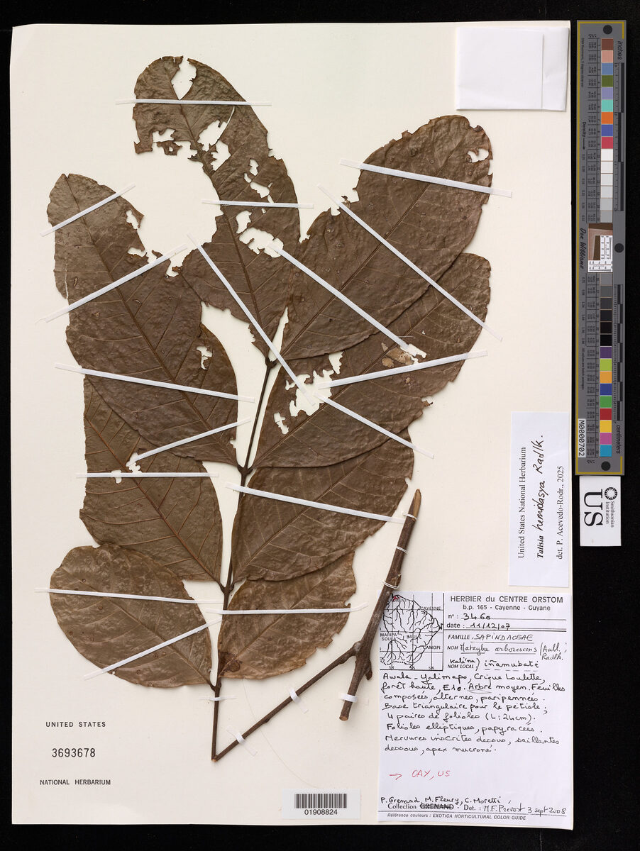 Talisia hemidasya (Subcoriaceous talisia) — photo
