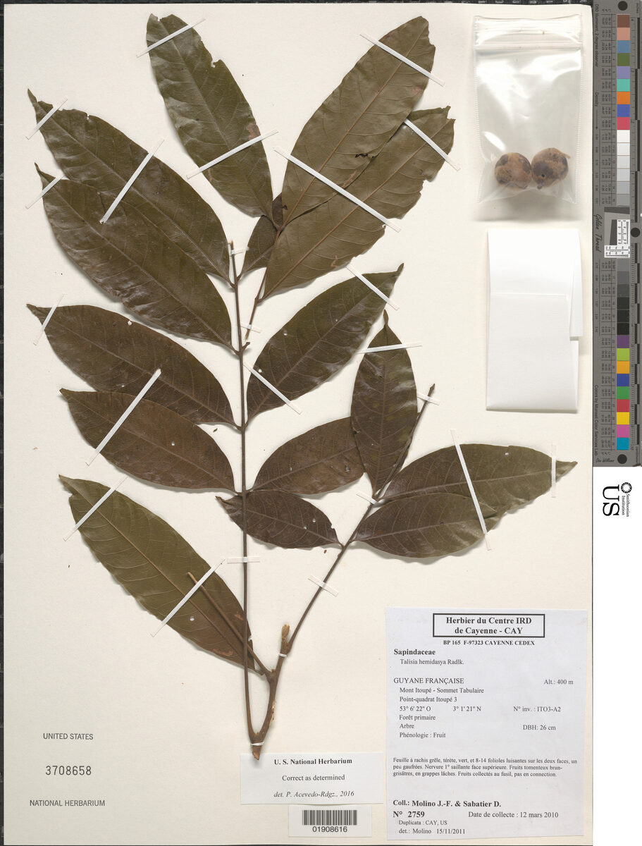 Talisia hemidasya