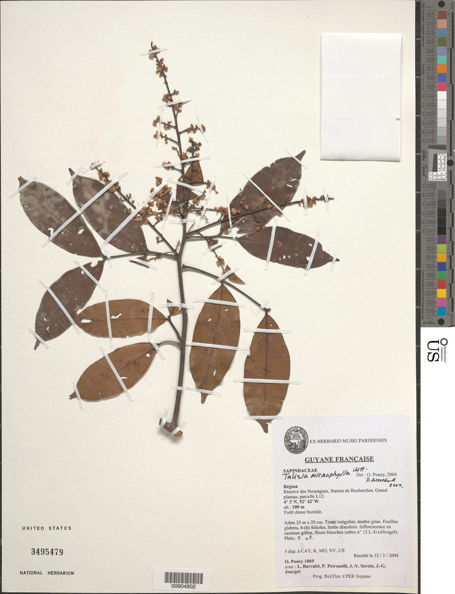 Talisia microphylla