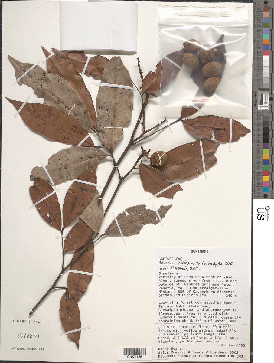 Talisia microphylla — photo