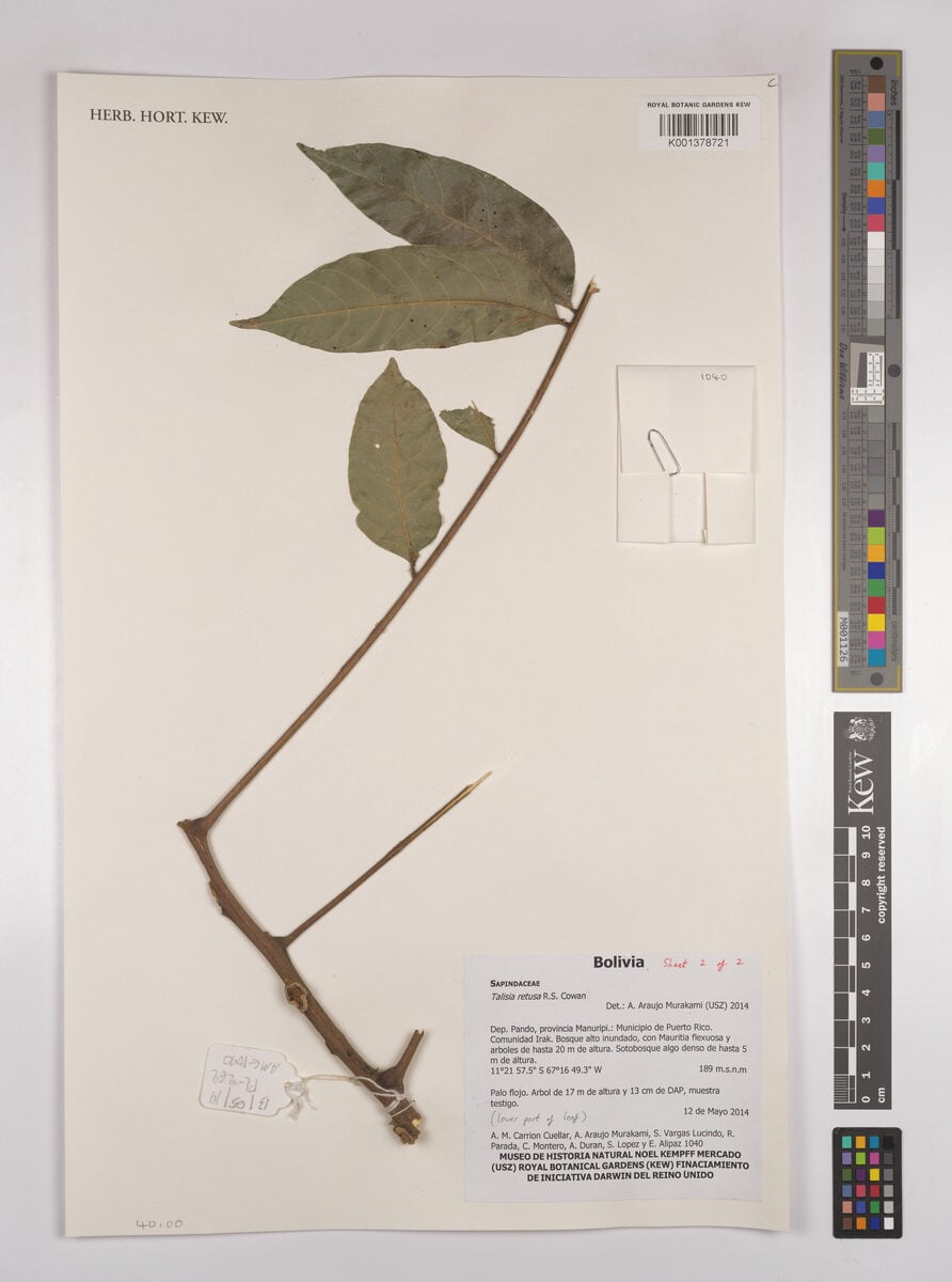 Talisia retusa (Retuse talisia) — photo