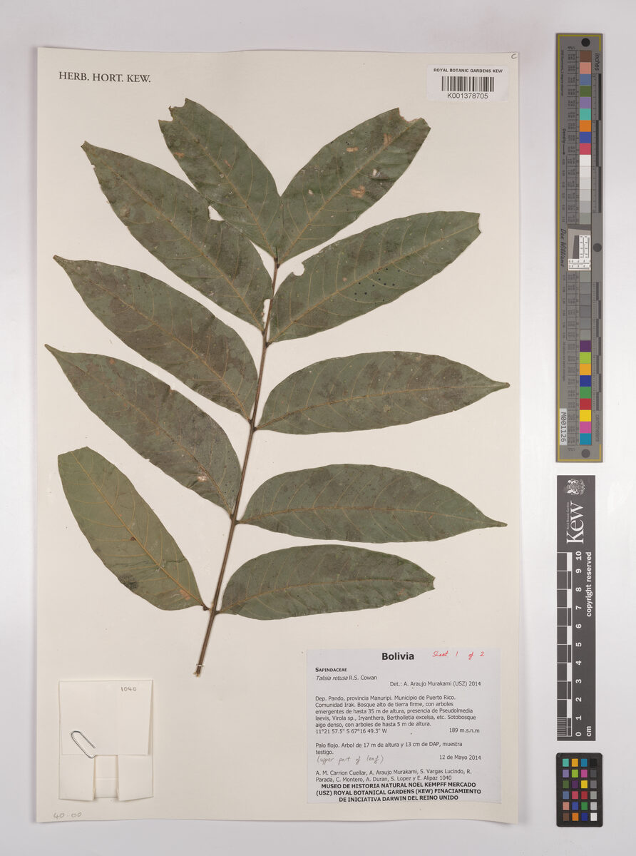 Talisia retusa (Retuse talisia) — photo