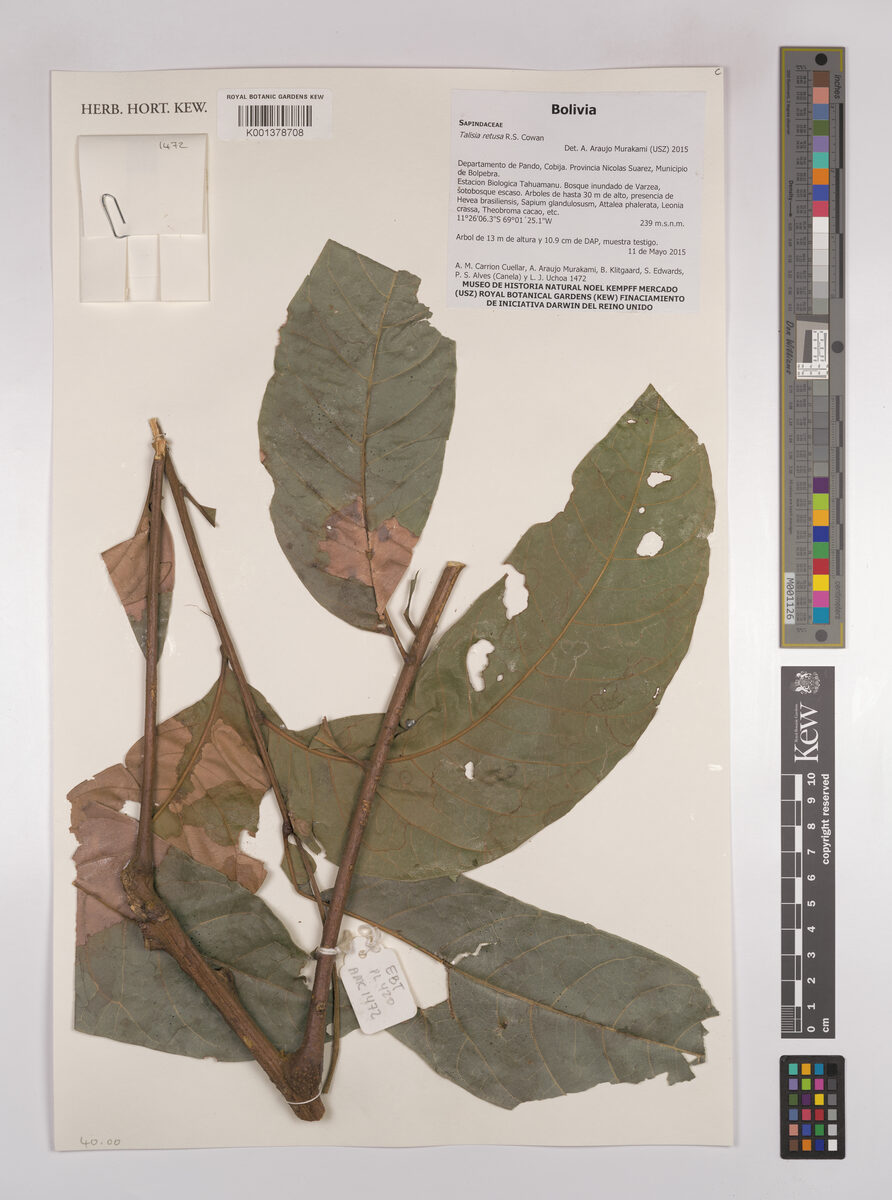Talisia retusa