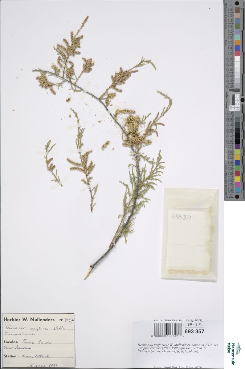 Tamarix anglica (English Tree) — photo