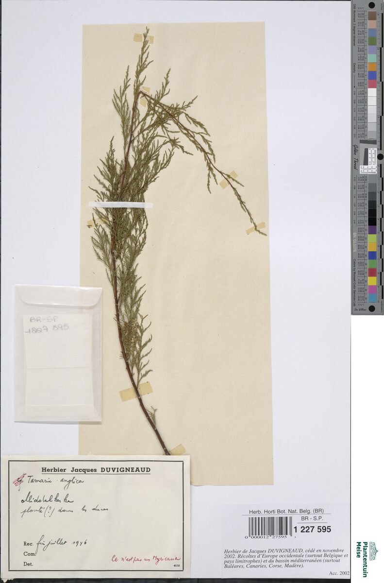 Tamarix anglica (English Tree) — photo