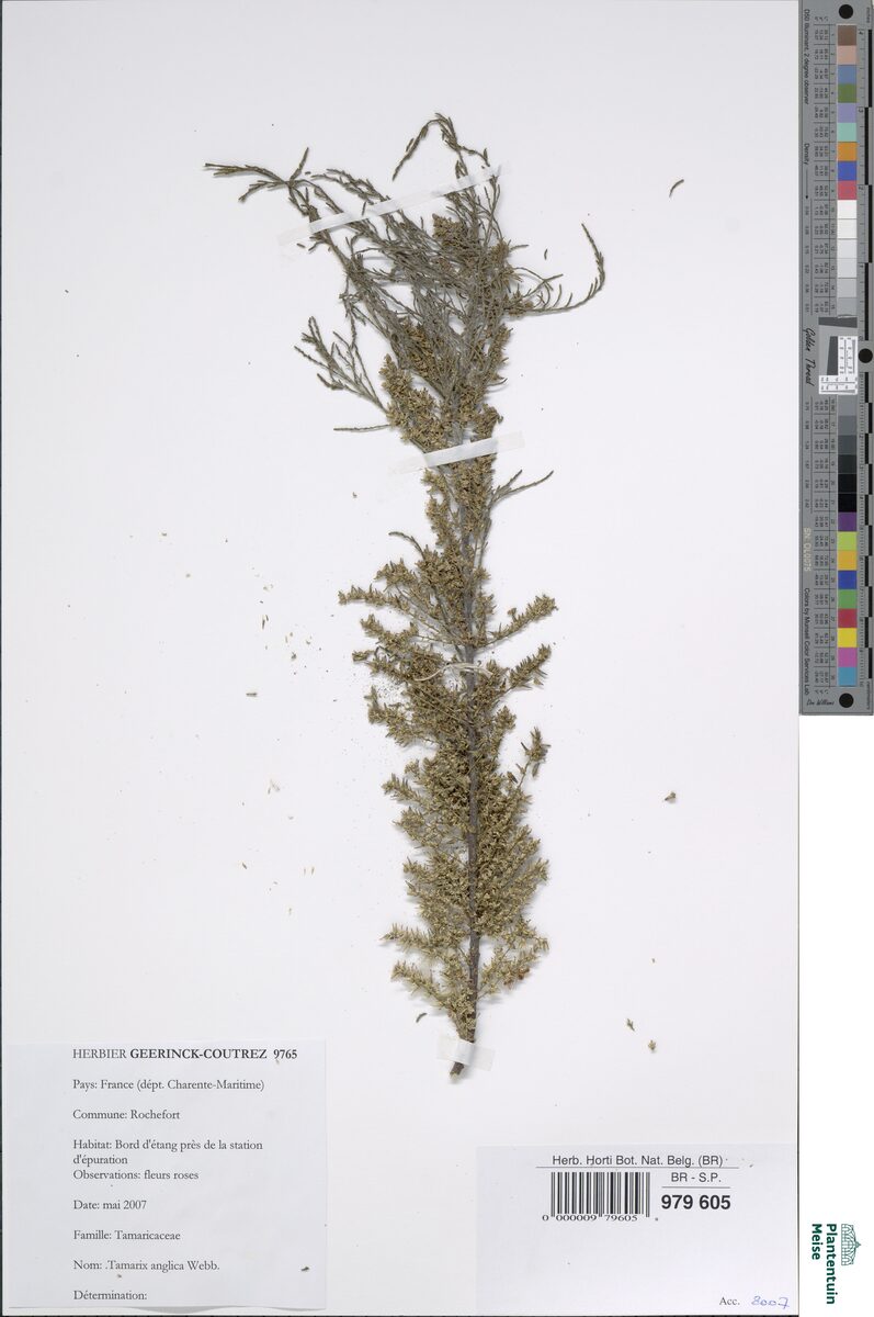 Tamarix anglica