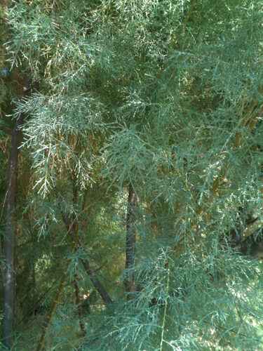 Tamarix canariensis (Tamarisk) — photo