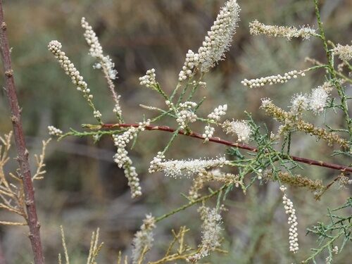 Tamarix canariensis