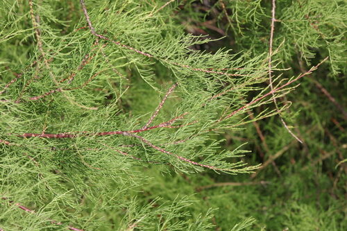 Tamarix gallica (Manna Plant) — photo
