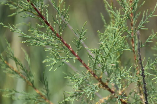 Tamarix gallica (Manna Plant) — photo