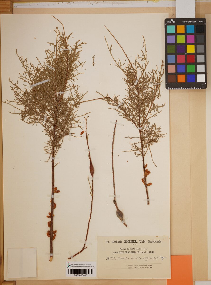 Tamarix mannifera (Manna) — photo