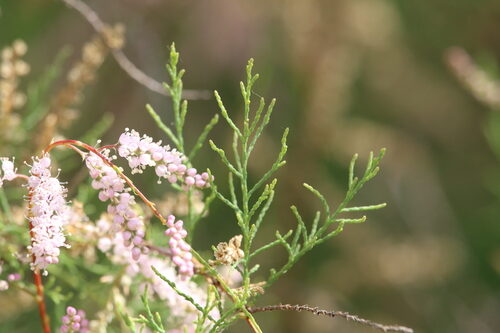 Tamarix ramosissima (Tamarisk) — photo