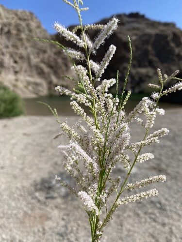 Tamarix ramosissima (Tamarisk) — photo