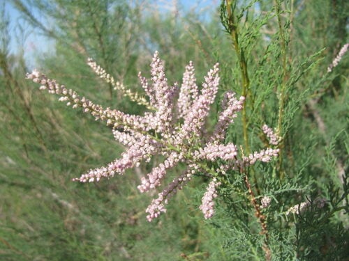 Tamarix ramosissima