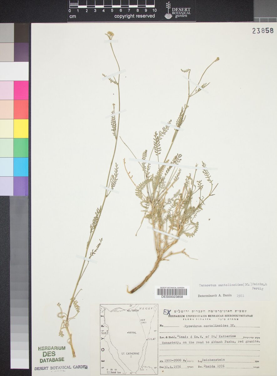 Tanacetum santolinoides — photo