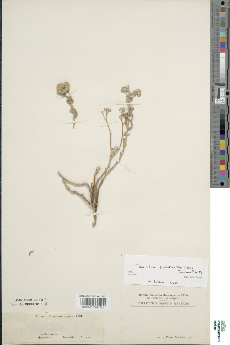 Tanacetum santolinoides — photo