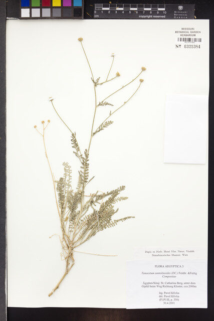 Tanacetum santolinoides