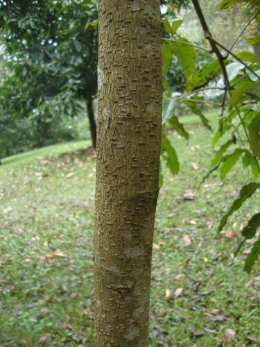Tapirira chimalapana (Mexican tapirira) — photo