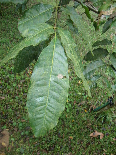 Tapirira chimalapana (Mexican tapirira) — photo