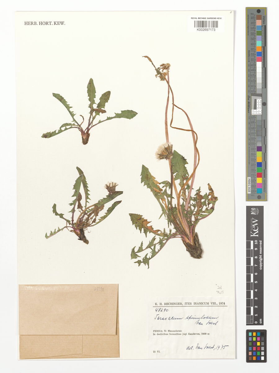 Taraxacum androssovii — photo