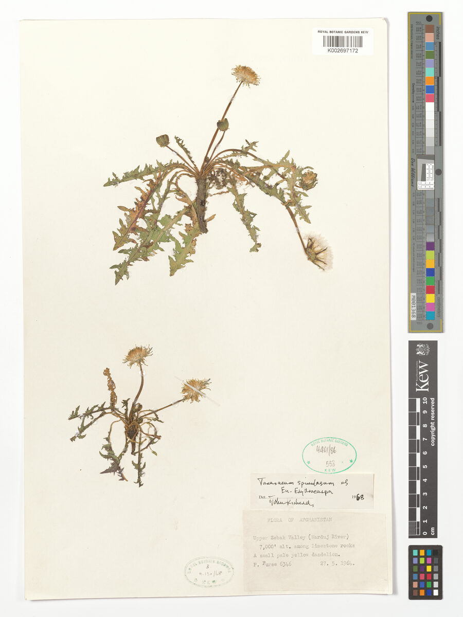 Taraxacum androssovii — photo