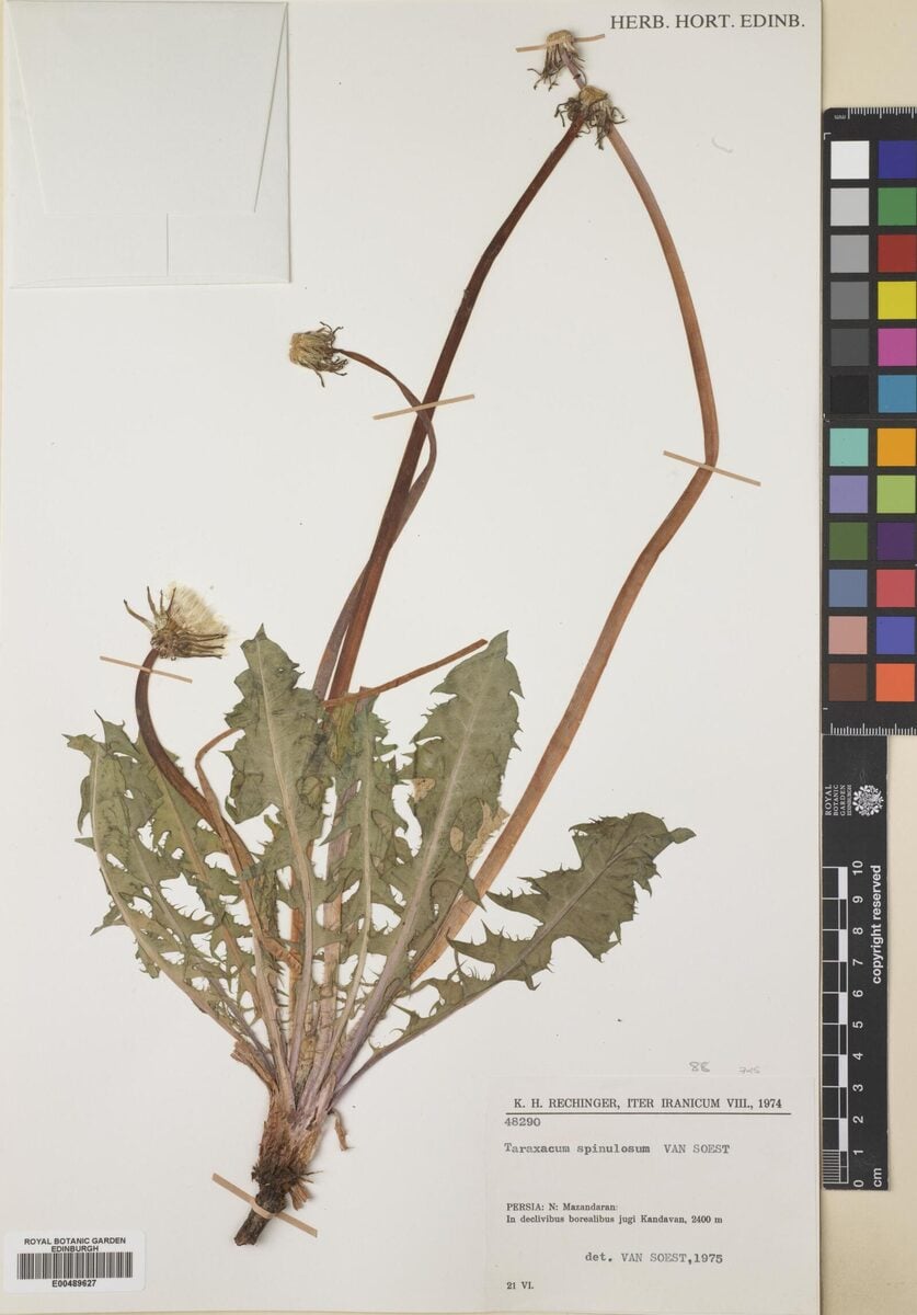 Taraxacum androssovii
