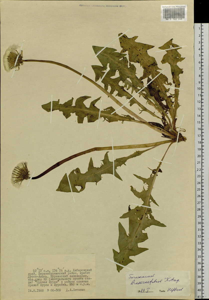 Taraxacum brassicifolium — photo