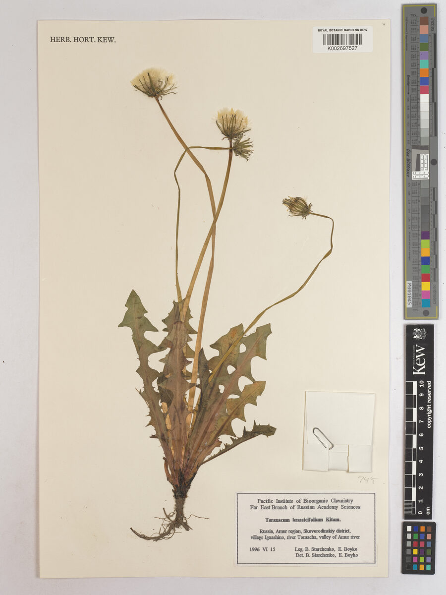 Taraxacum brassicifolium