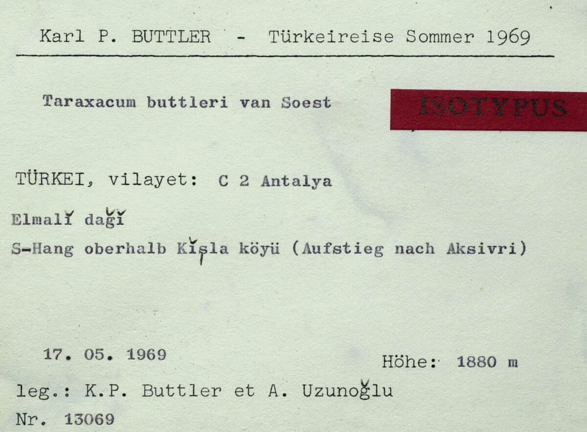 Taraxacum buttleri — photo